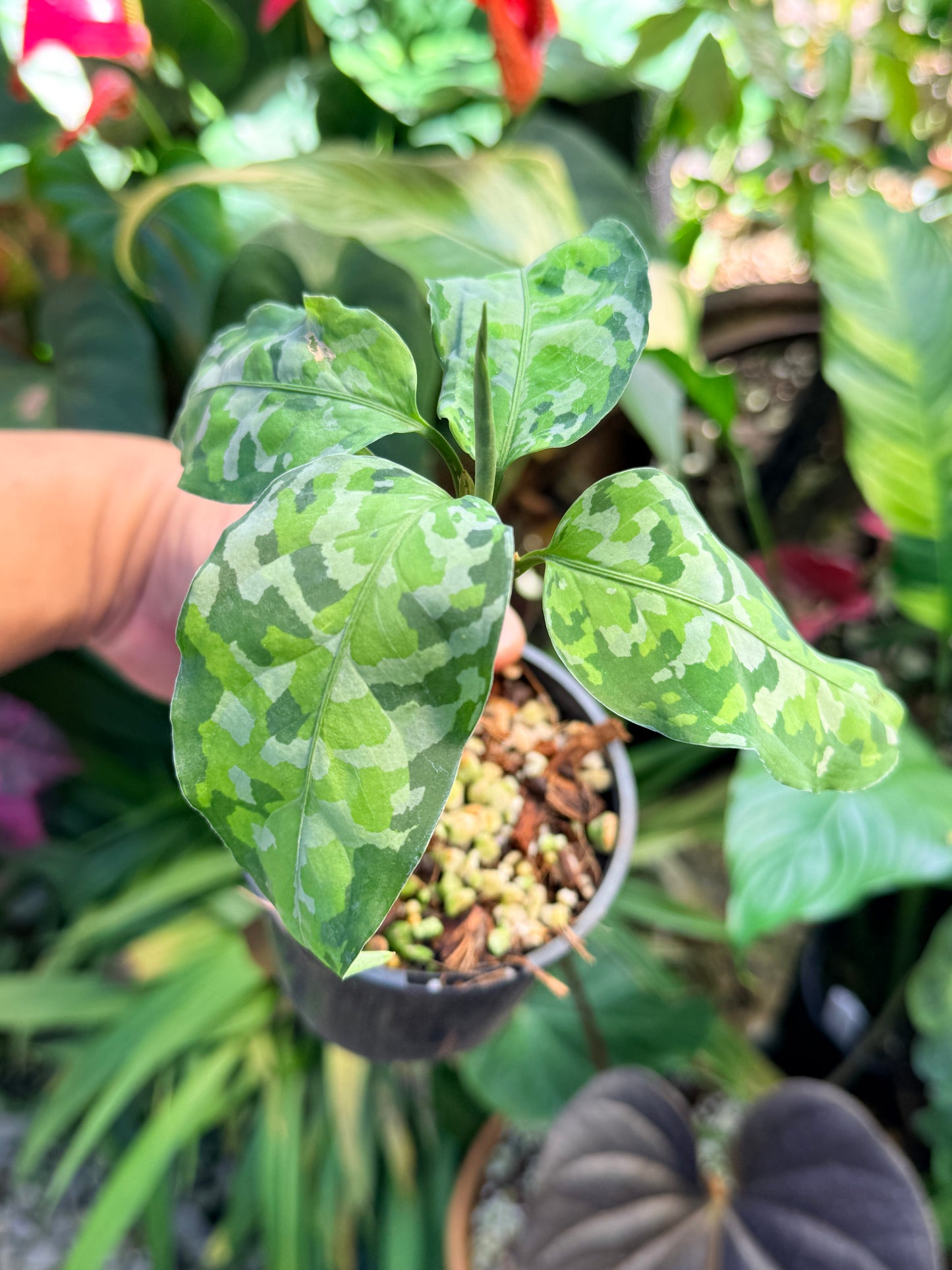 Aglaonema 'Pictum Tricolor' NONTC O59