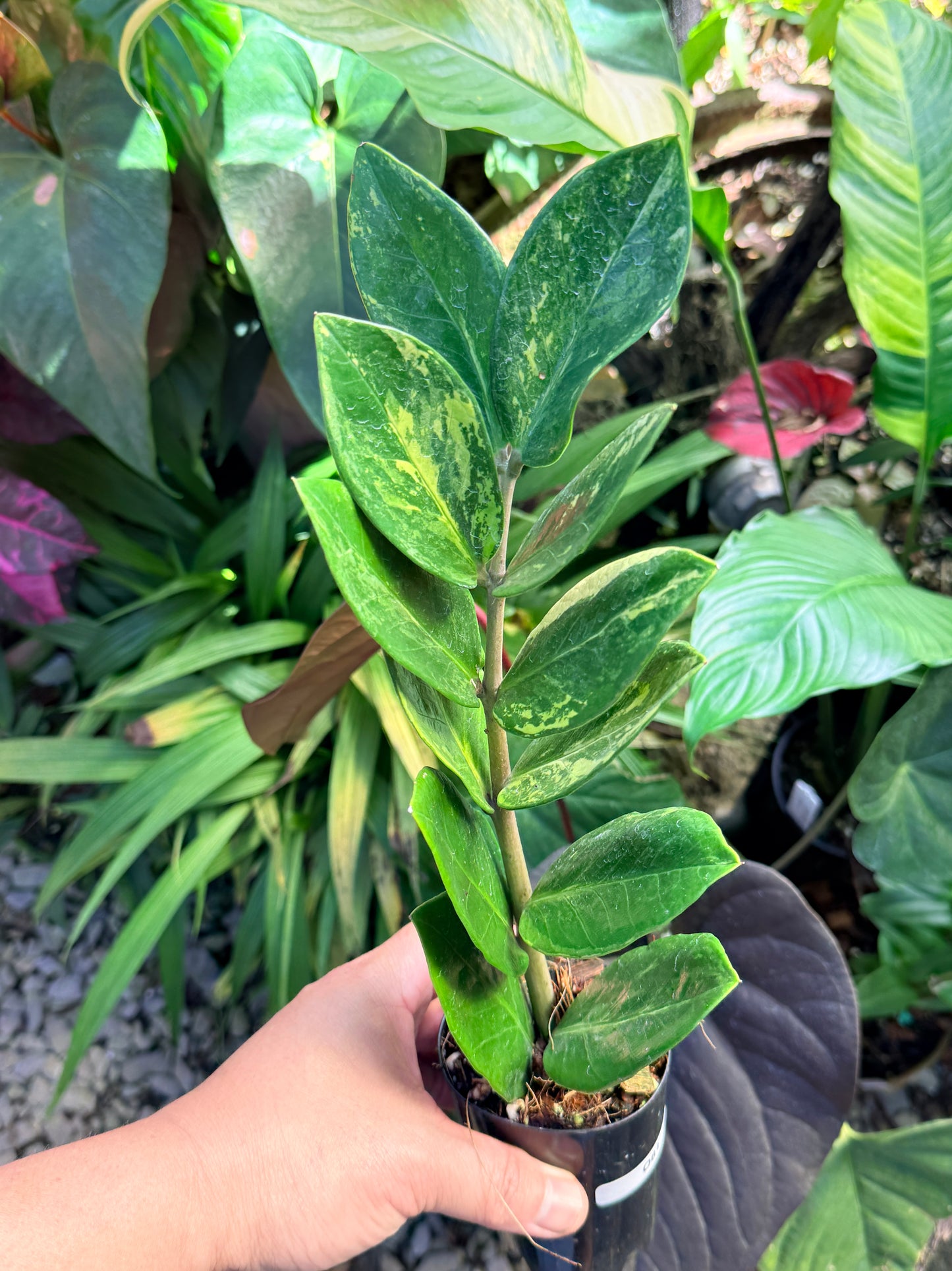 Zamioculcas zamiifolia 'Variegata' O61