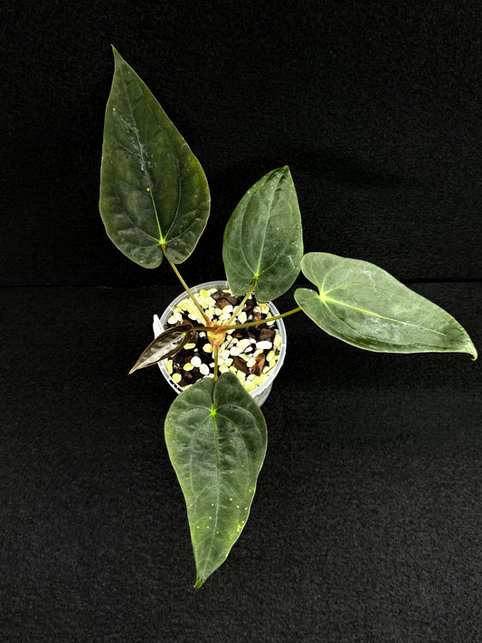 Anthurium Hybrid  - PxD (JS) x BC x Pap D71