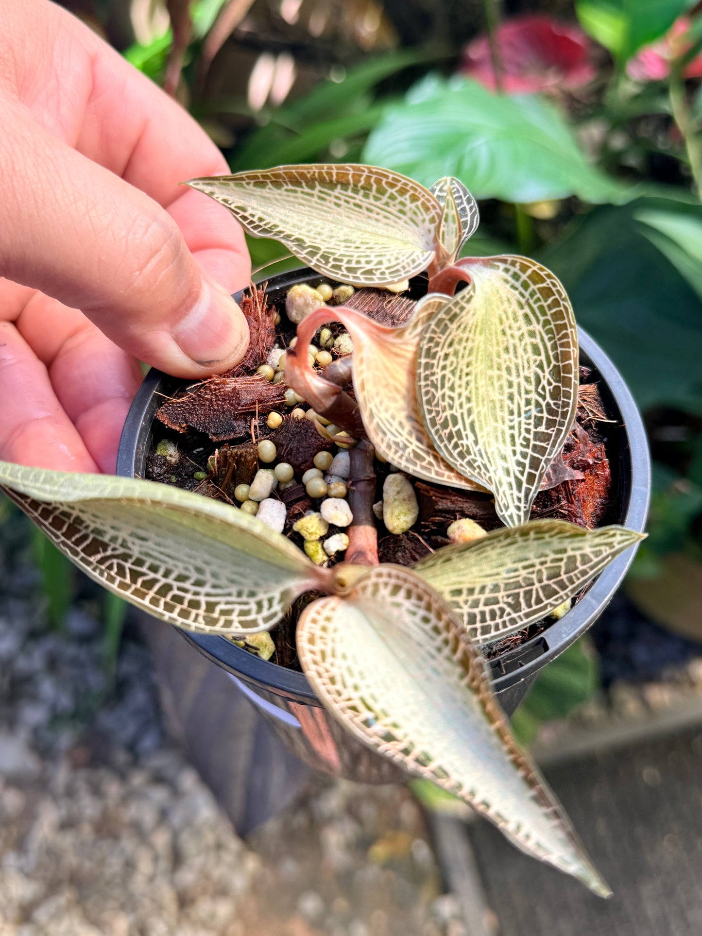 Goodyera rostellata 'Jewel Orchid' (RARE) O63