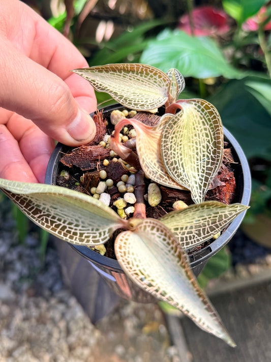 Goodyera rostellata 'Jewel Orchid' (RARE) O63
