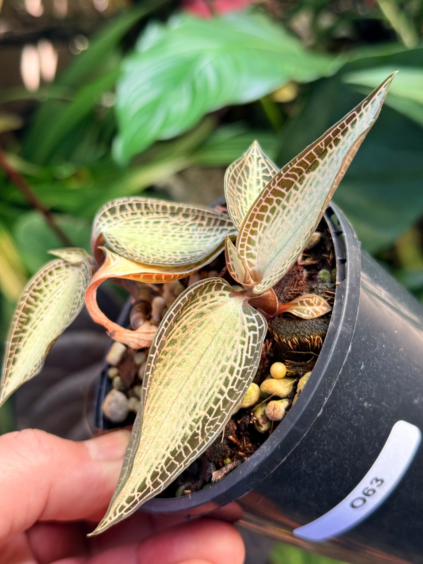 Goodyera rostellata 'Jewel Orchid' (RARE) O63