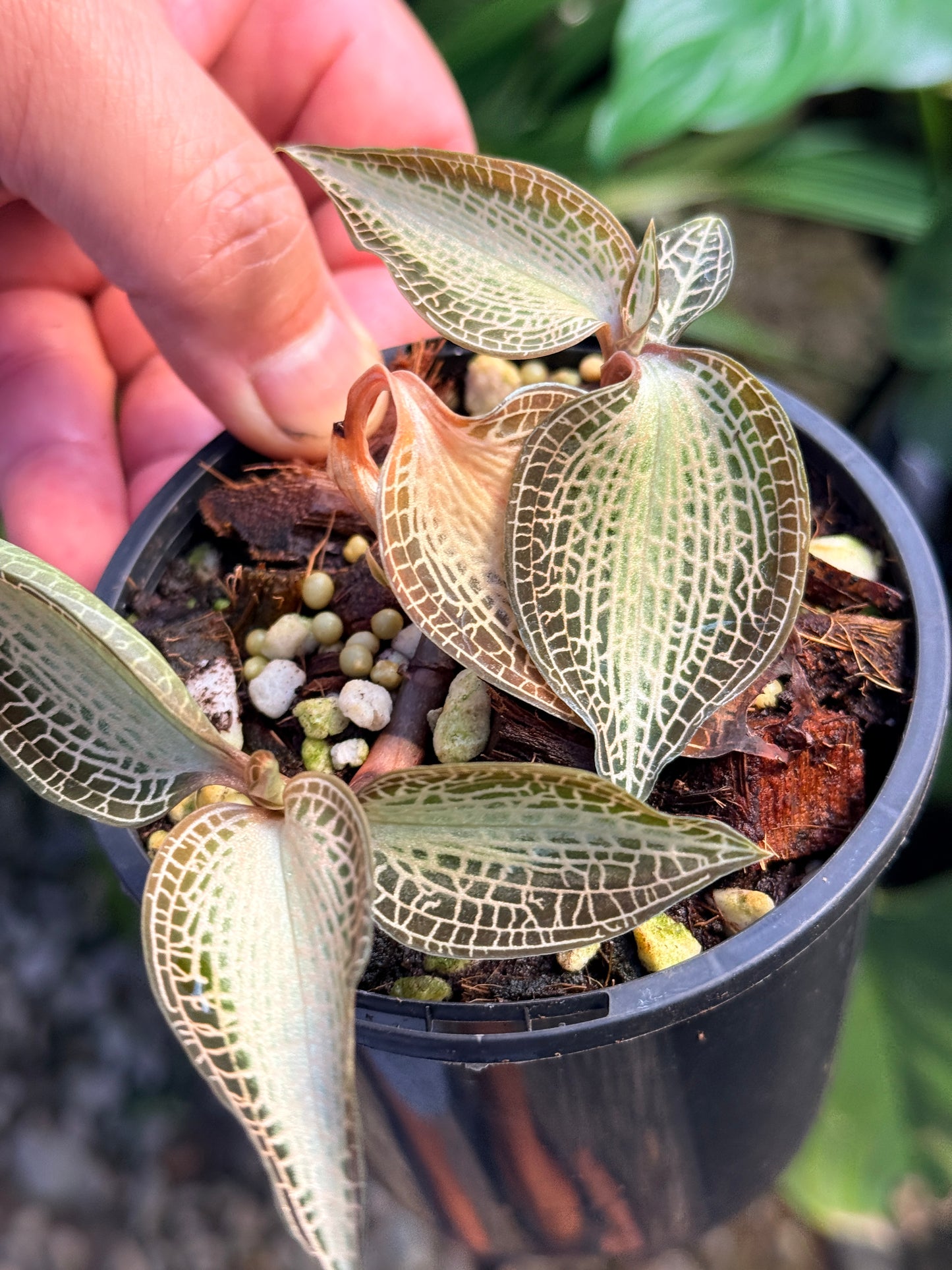 Goodyera rostellata 'Jewel Orchid' (RARE) O63