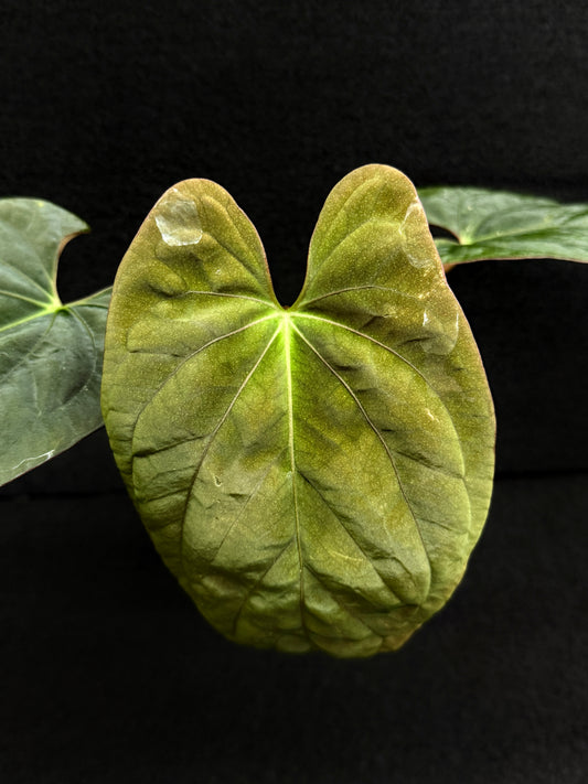 Anthurium Hybrid  - PxD (JS) Selfed D72