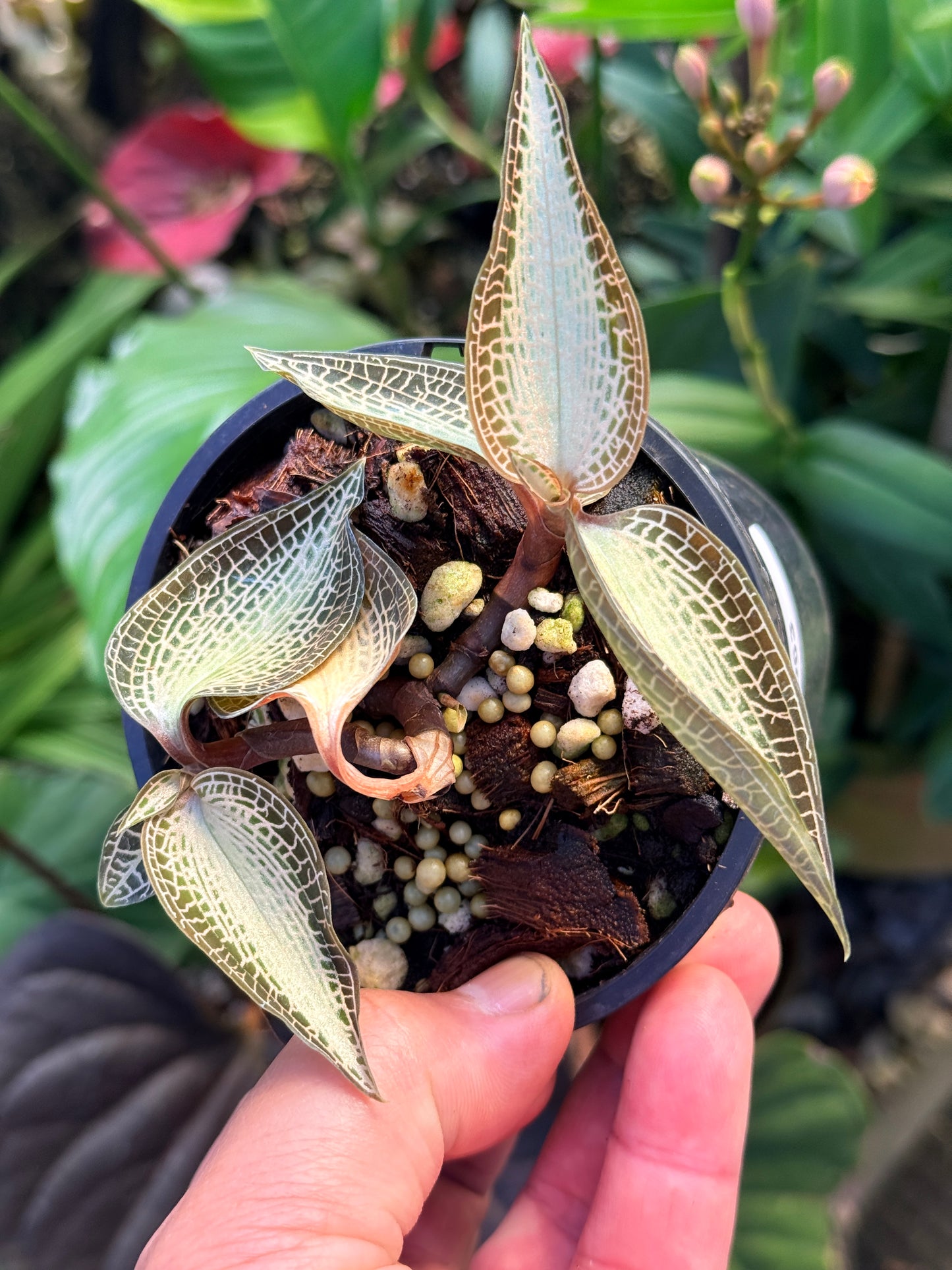 Goodyera rostellata 'Jewel Orchid' (RARE) O63
