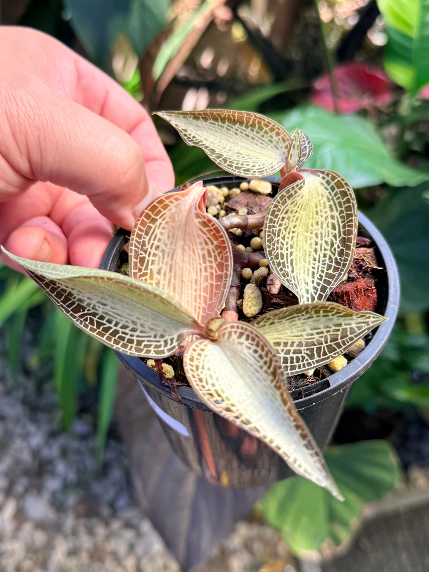 Goodyera rostellata 'Jewel Orchid' (RARE) O63