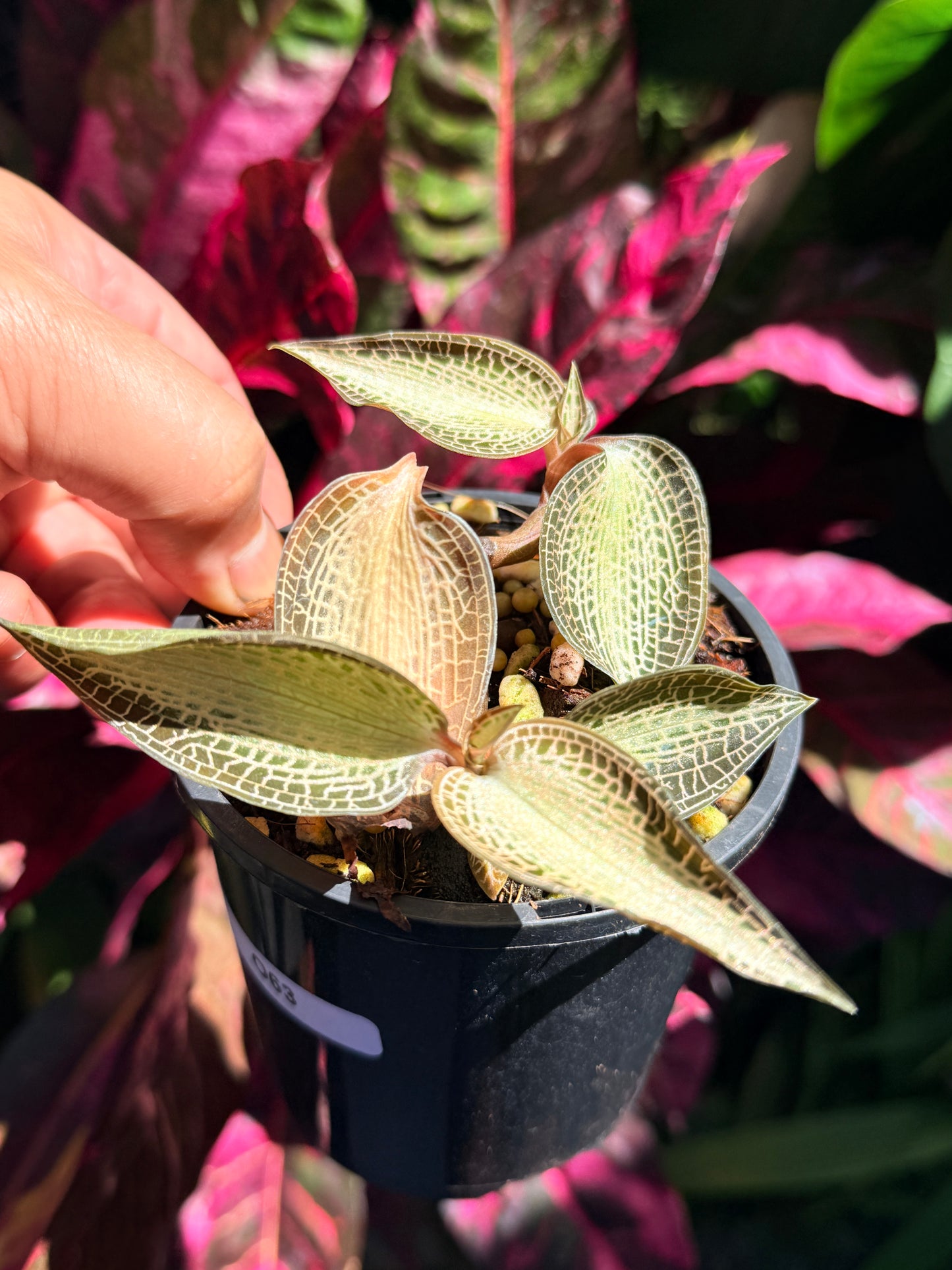 Goodyera rostellata 'Jewel Orchid' (RARE) O63