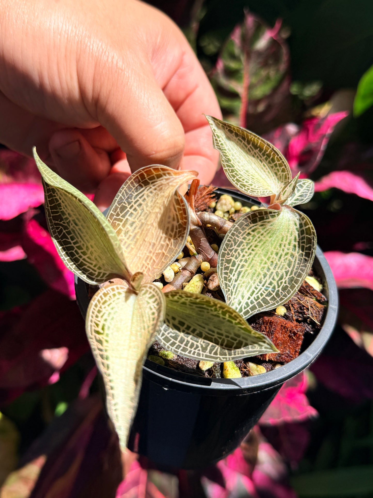 Goodyera rostellata 'Jewel Orchid' (RARE) O63