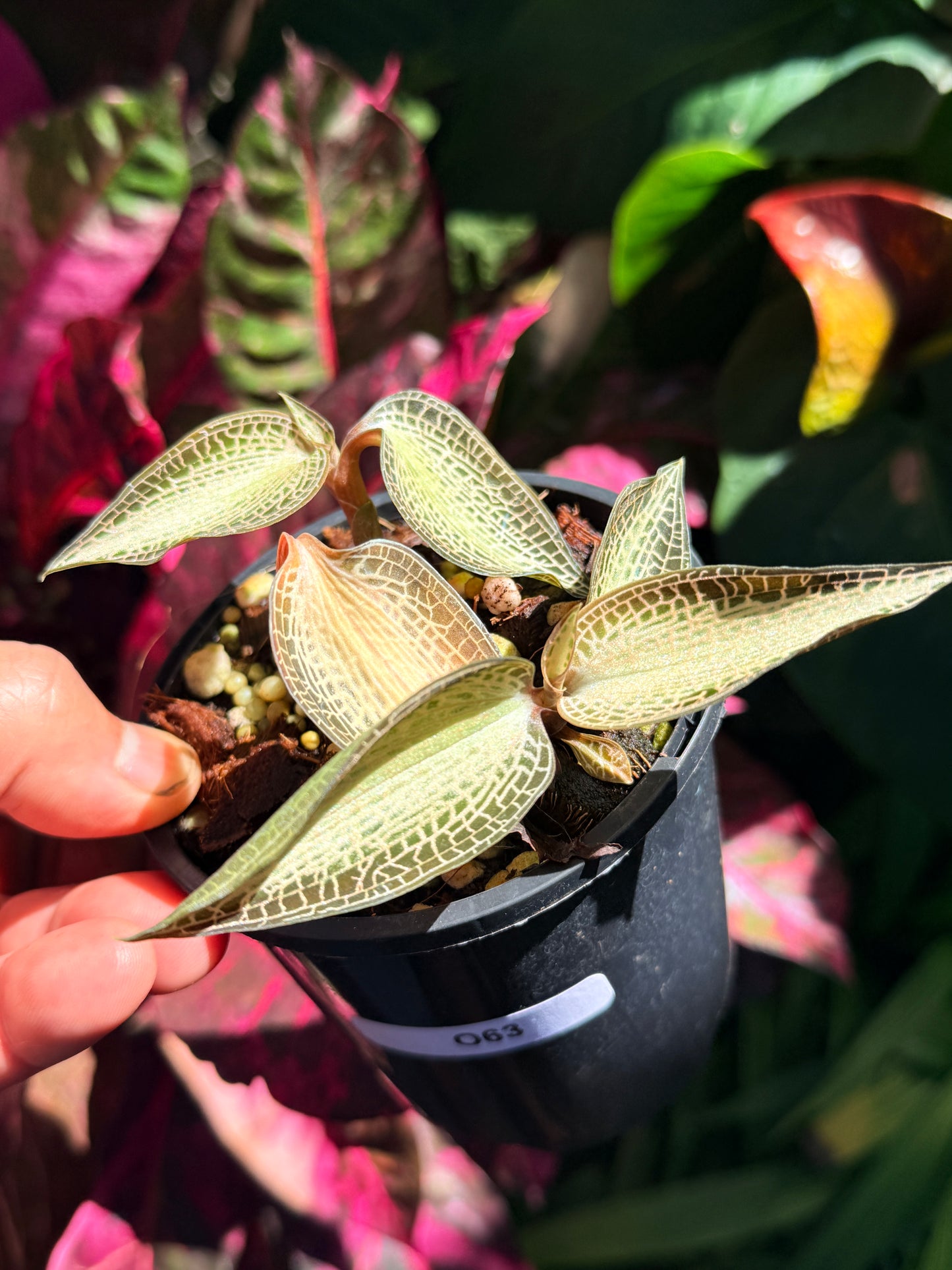 Goodyera rostellata 'Jewel Orchid' (RARE) O63