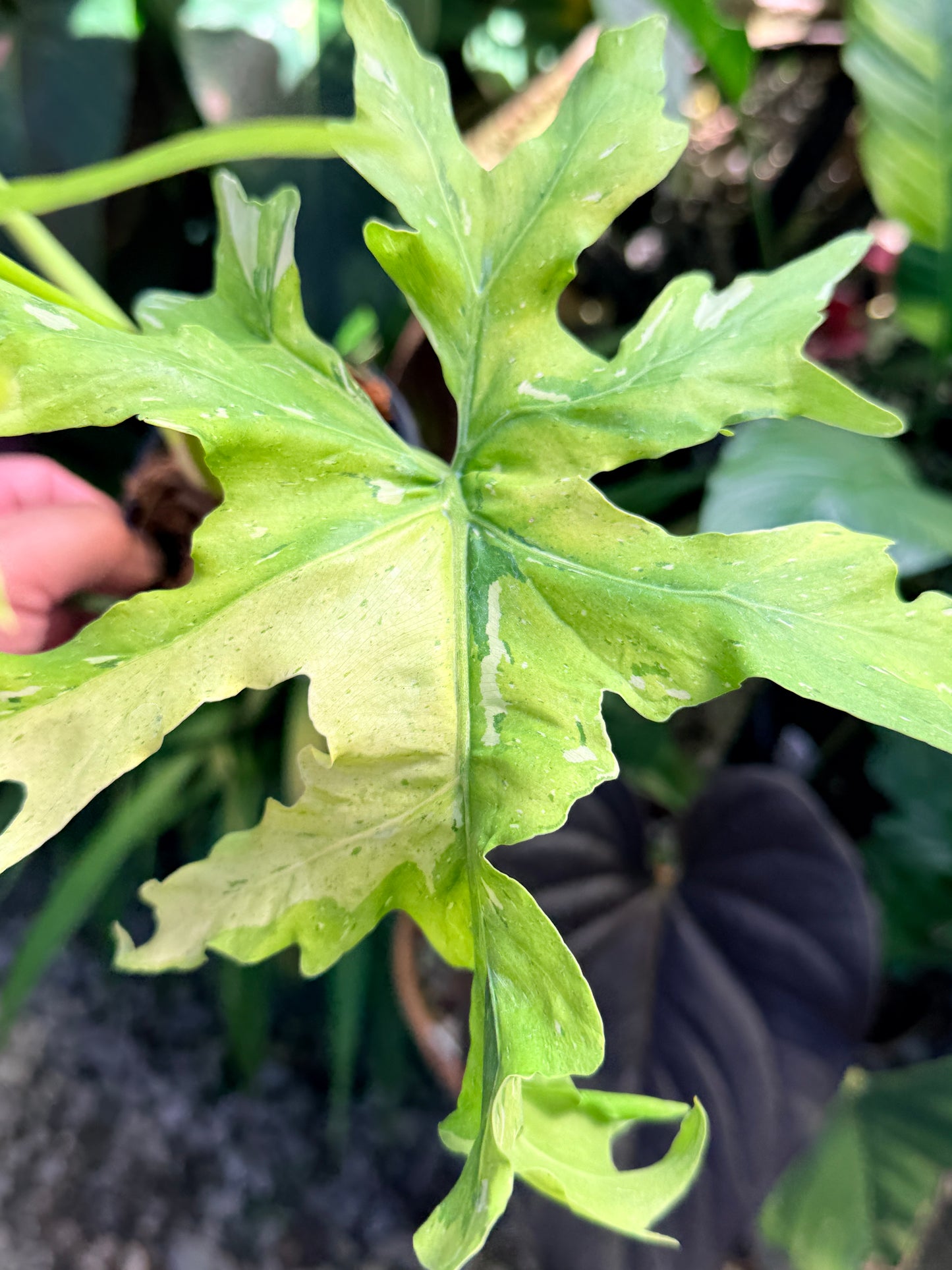Philodendron 'Warscewiczii Variegata' (LARGE) O60
