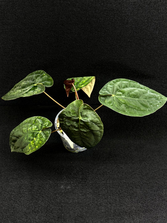 Anthurium Hybrid  - PxD (JS) x PxD (Round) D73