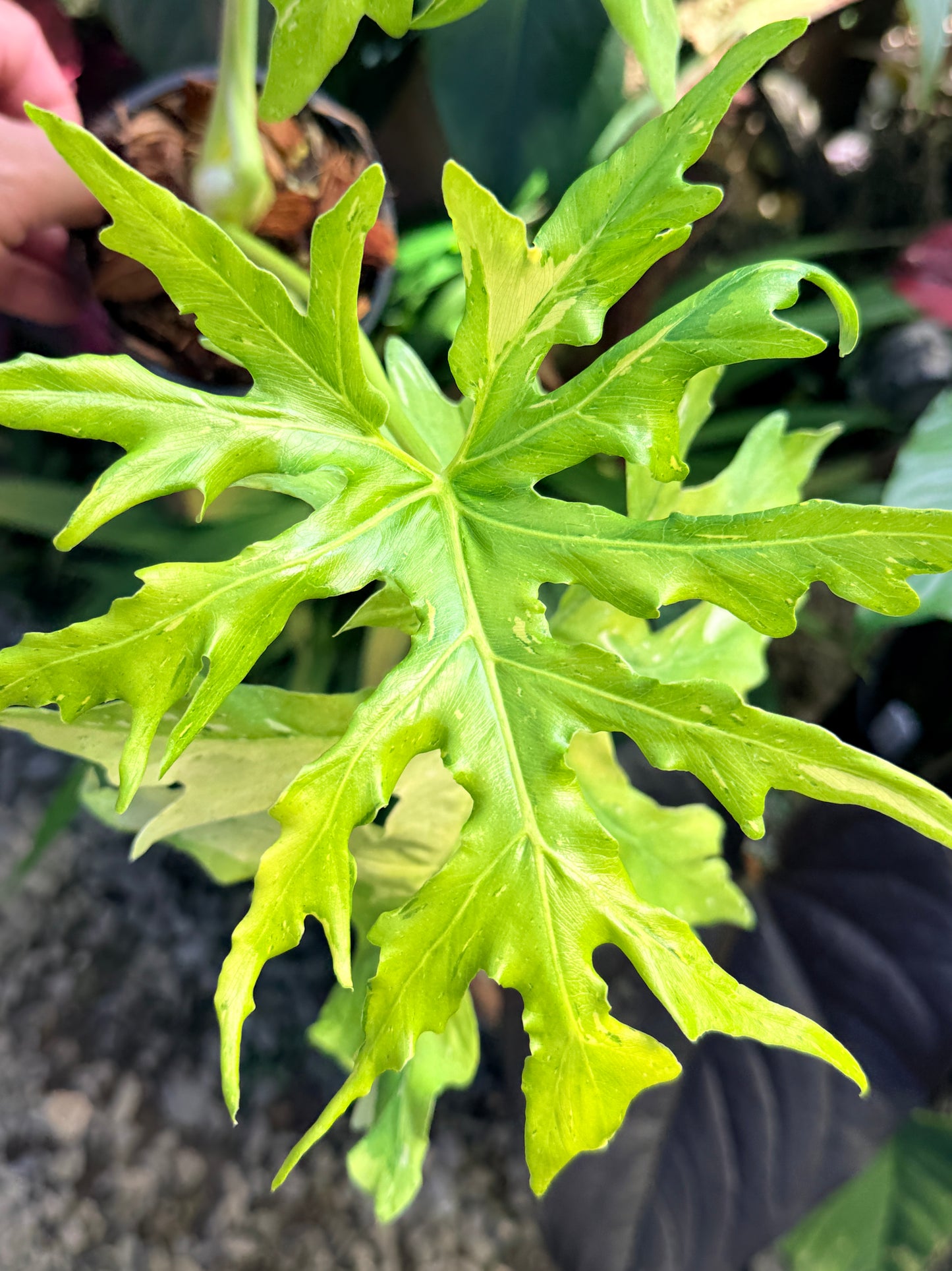 Philodendron 'Warscewiczii Variegata' (LARGE) O60