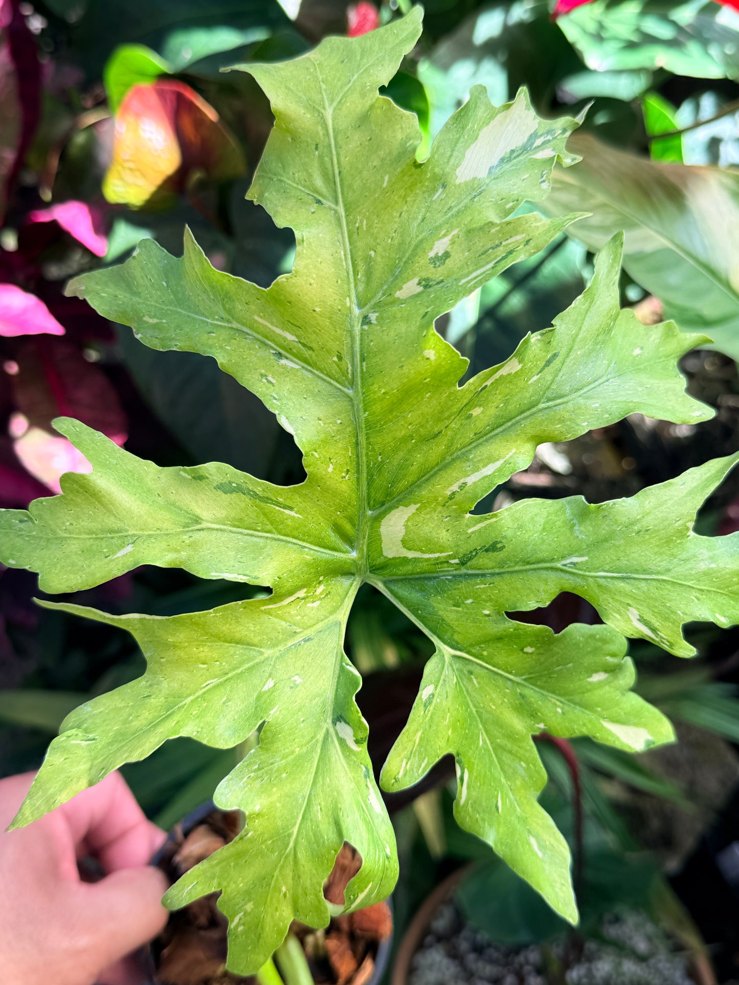 Philodendron 'Warscewiczii Variegata' (LARGE) O60