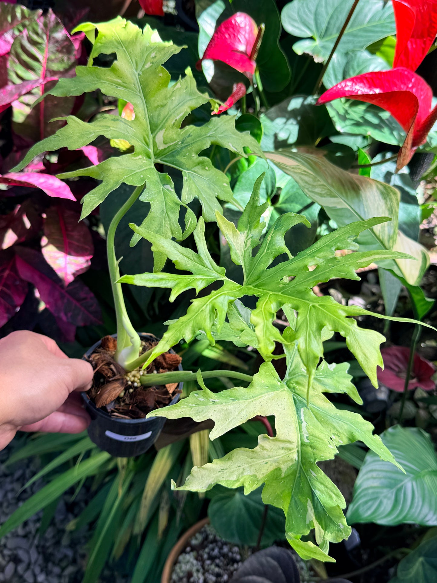 Philodendron 'Warscewiczii Variegata' (LARGE) O60