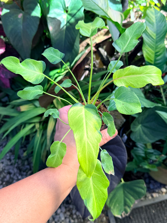 Philodendron 'Xanadu Vareigata' O64