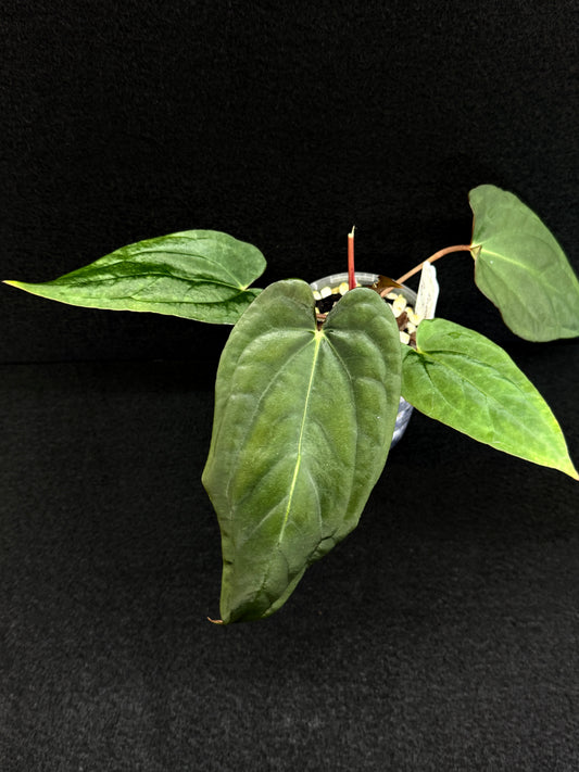 Anthurium Hybrid  - Reverse BC x PxD (Las) D74