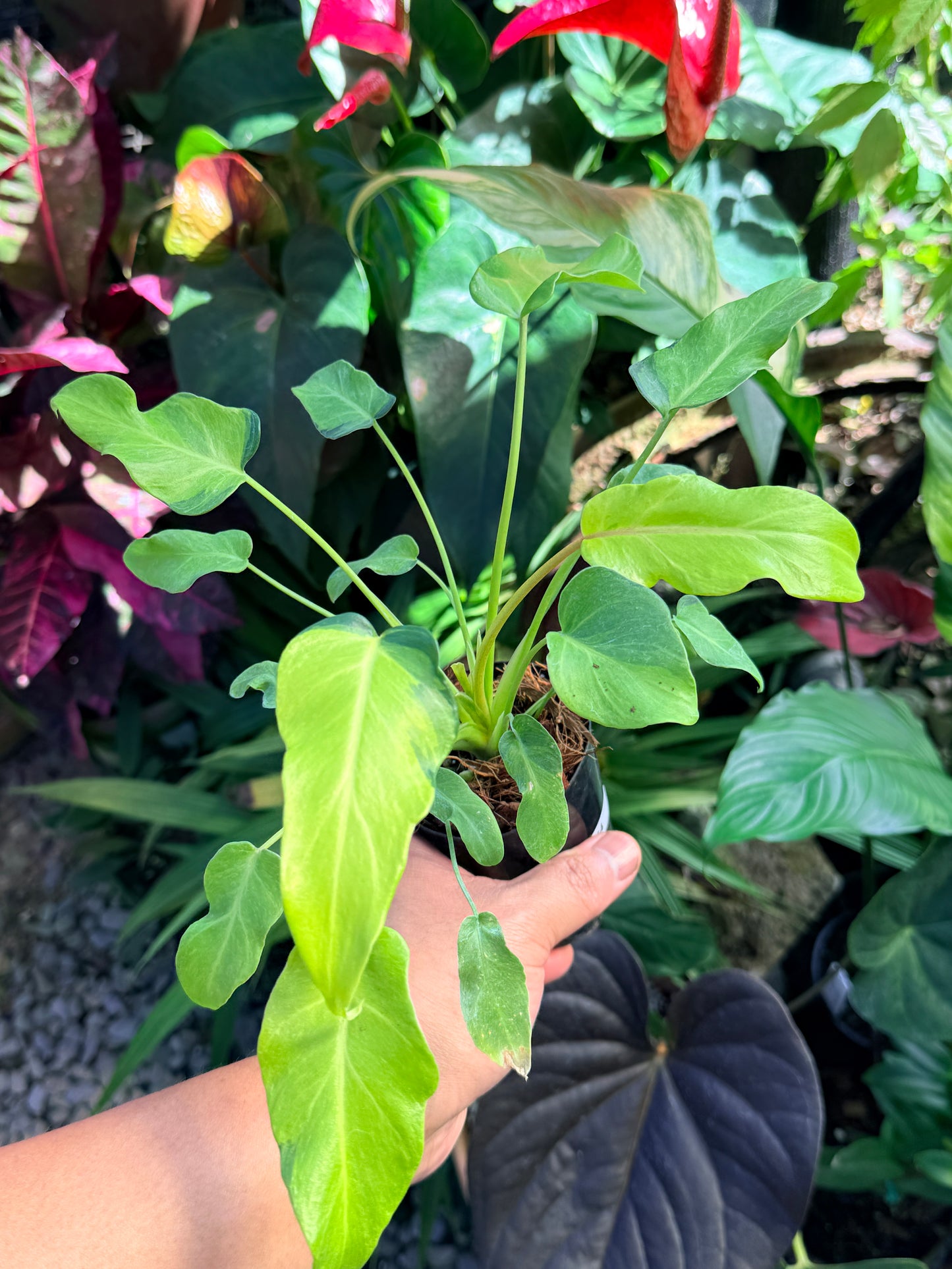 Philodendron 'Xanadu Vareigata' O64