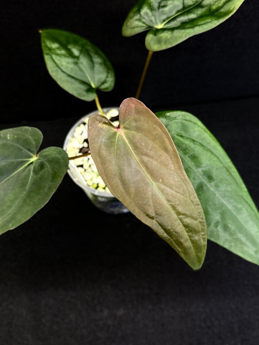 Anthurium Hybrid  - Reverse BC x PxD (Las) D75