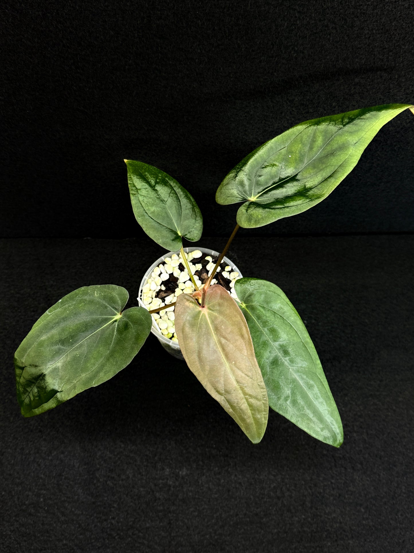 Anthurium Hybrid  - Reverse BC x PxD (Las) D75
