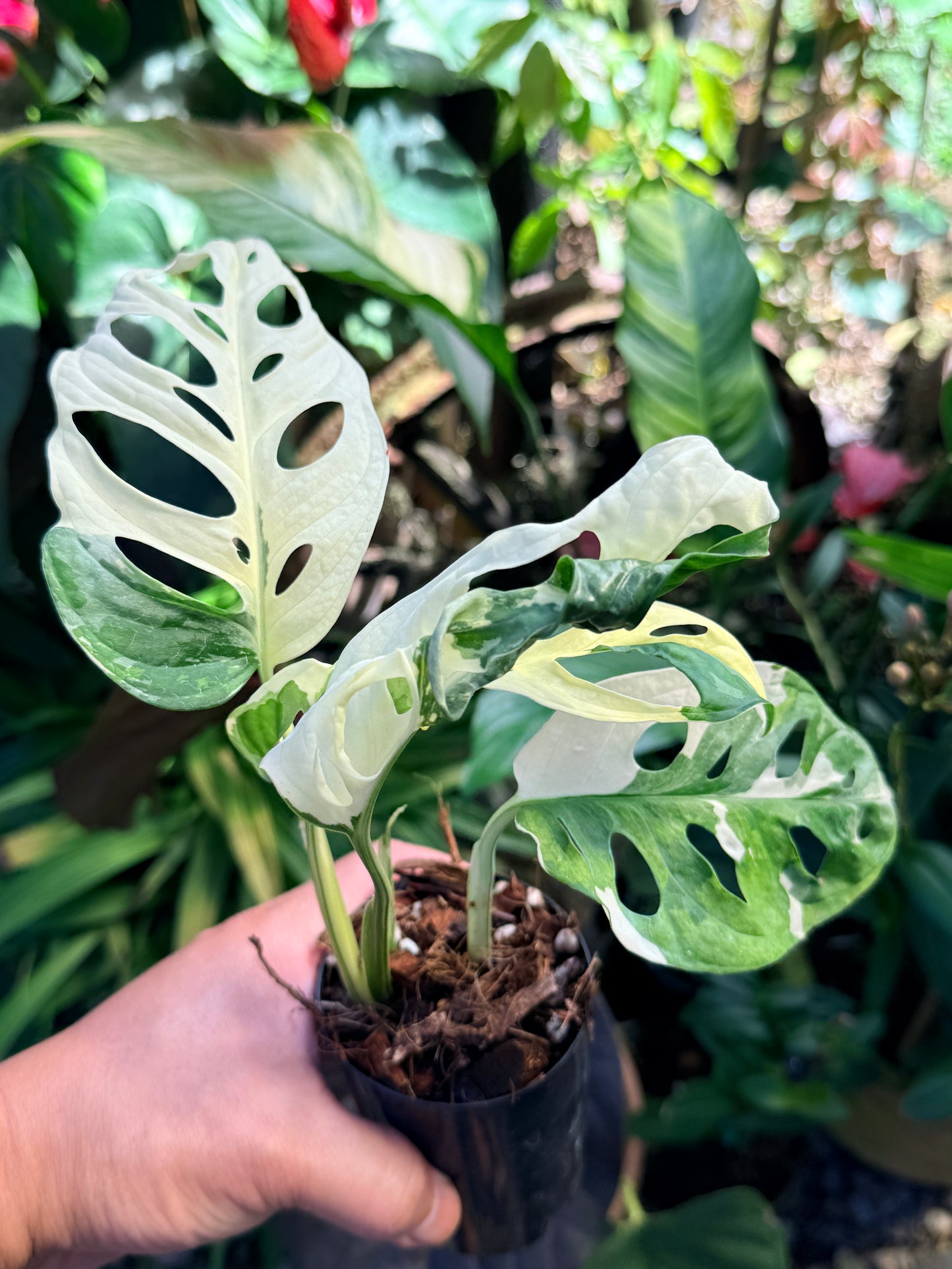 Monstera adansonii ‘Variegated Albo’ O62