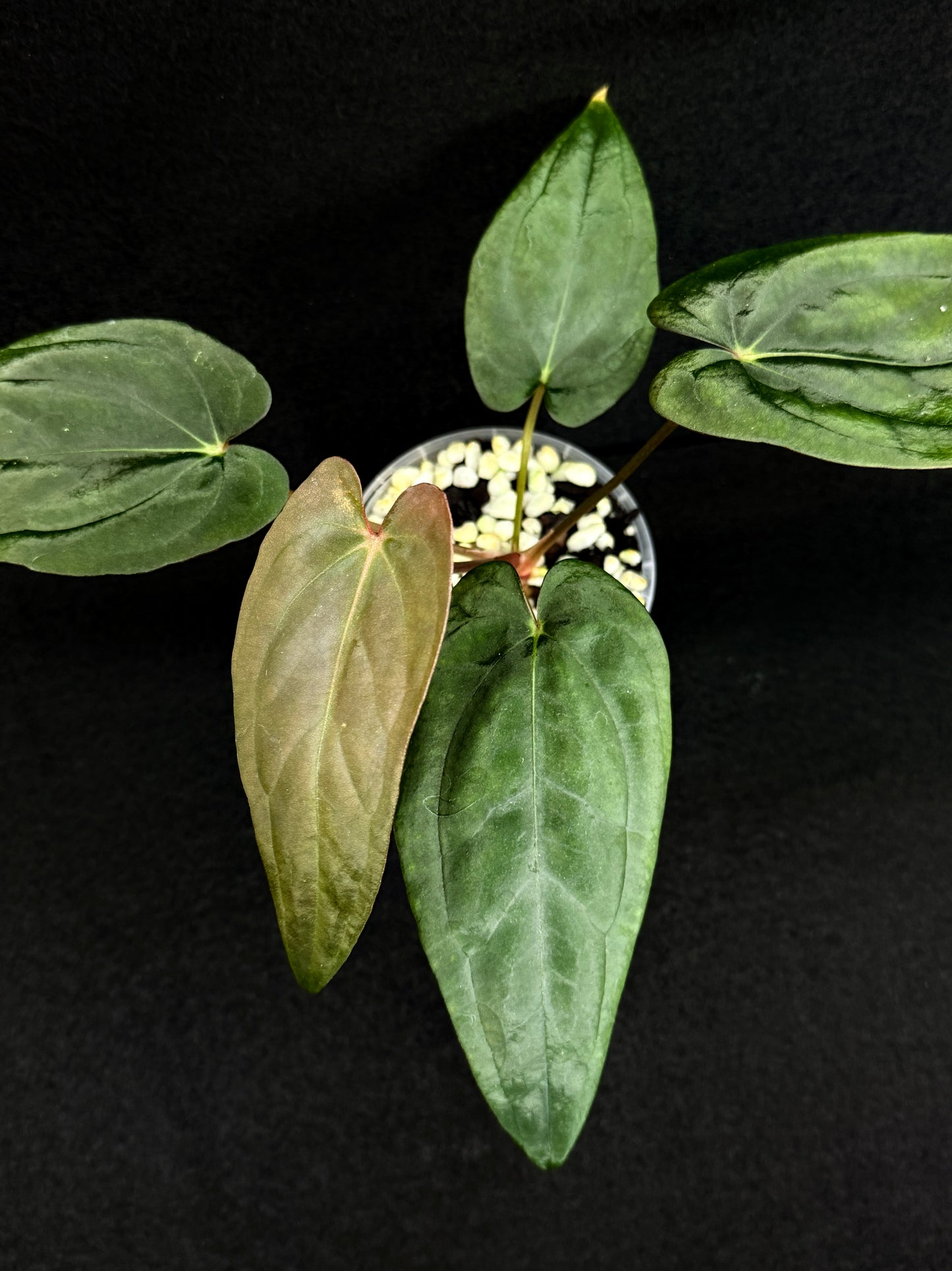 Anthurium Hybrid  - Reverse BC x PxD (Las) D75