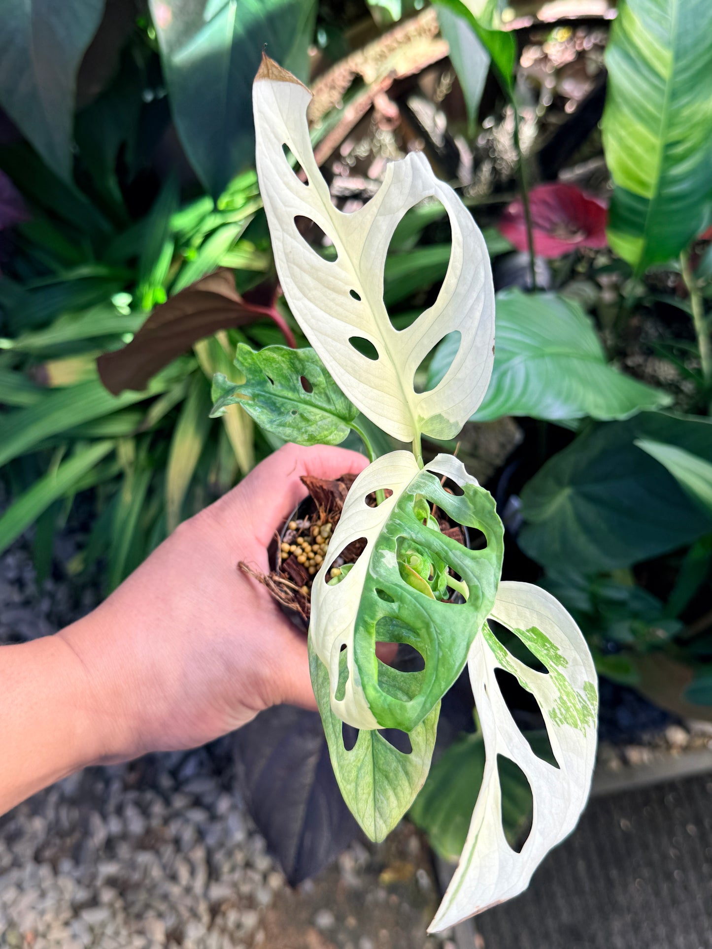 Monstera adansonii ‘Variegated Albo’ O68