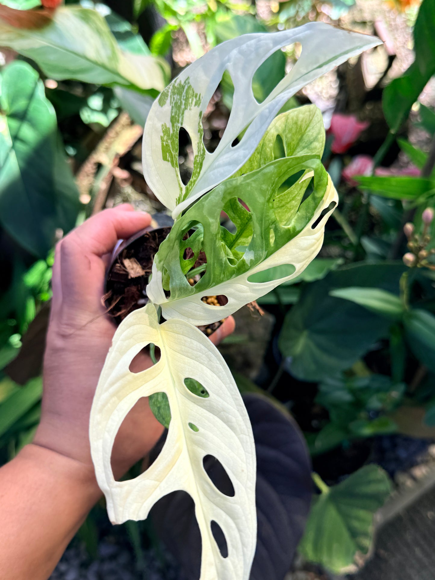 Monstera adansonii ‘Variegated Albo’ O68