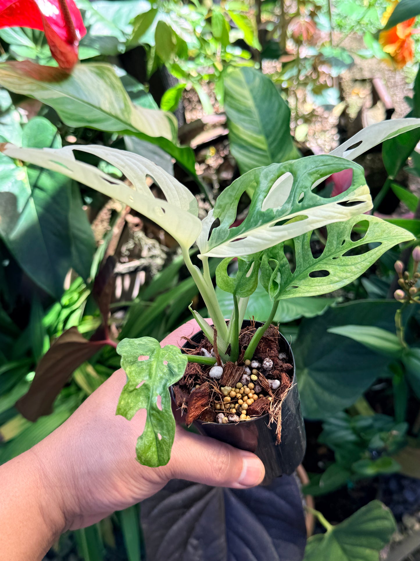 Monstera adansonii ‘Variegated Albo’ O68