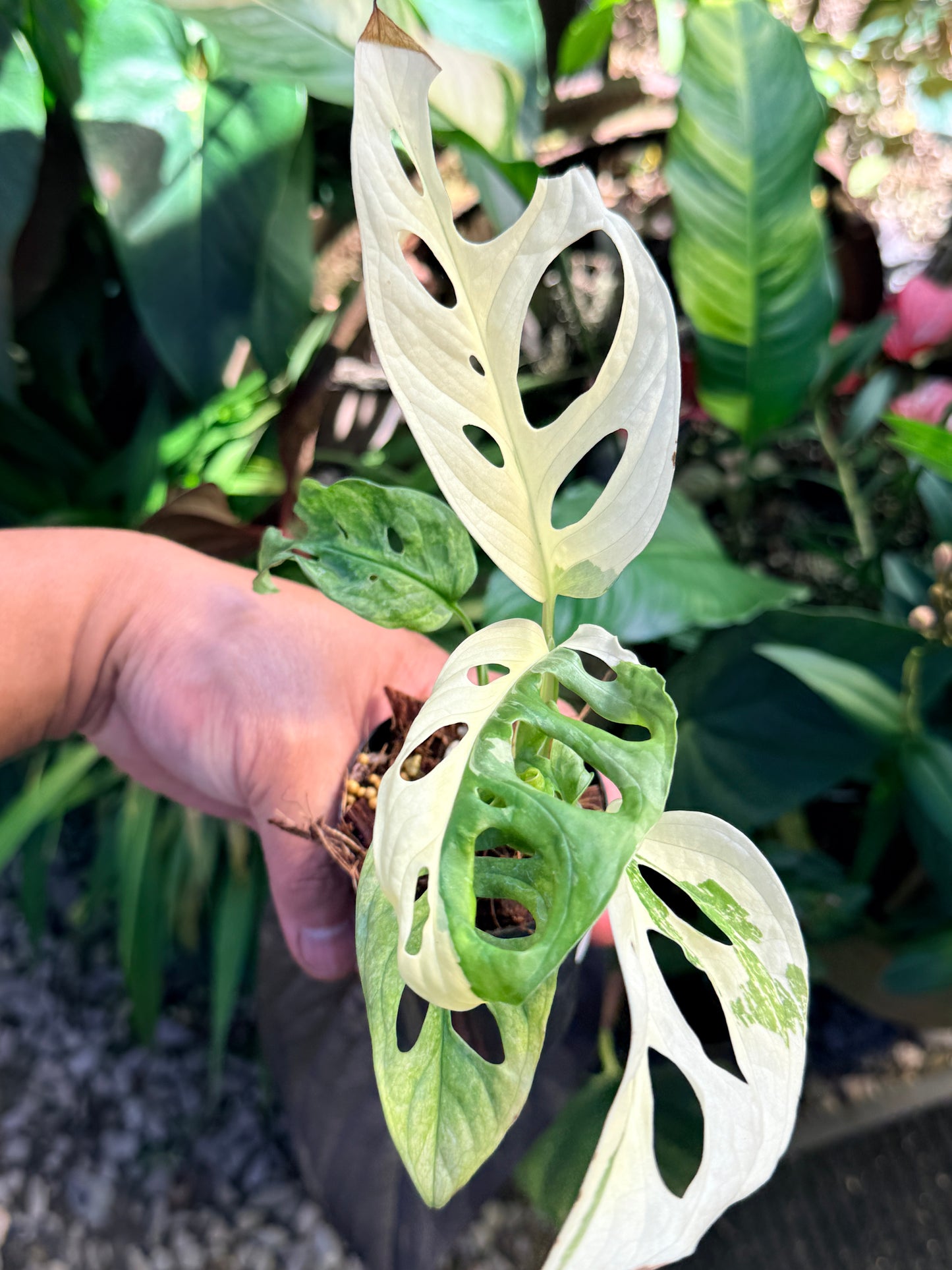 Monstera adansonii ‘Variegated Albo’ O68