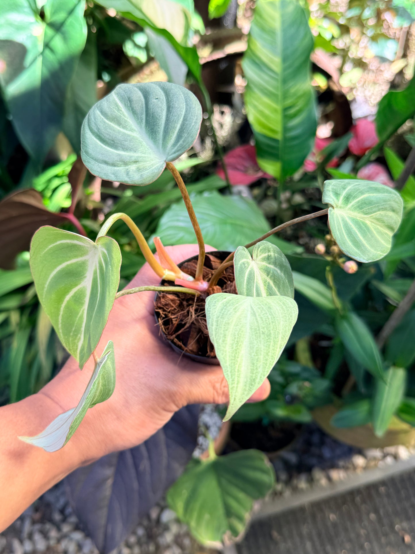Philodendron 'Tinker Belle' (Miniature) O65