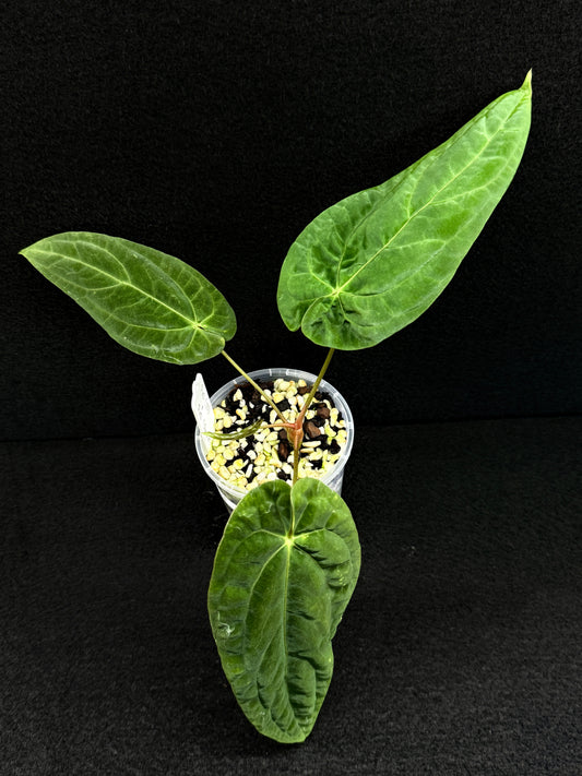 Anthurium Hybrid  - PxD x PxD (Round) D76