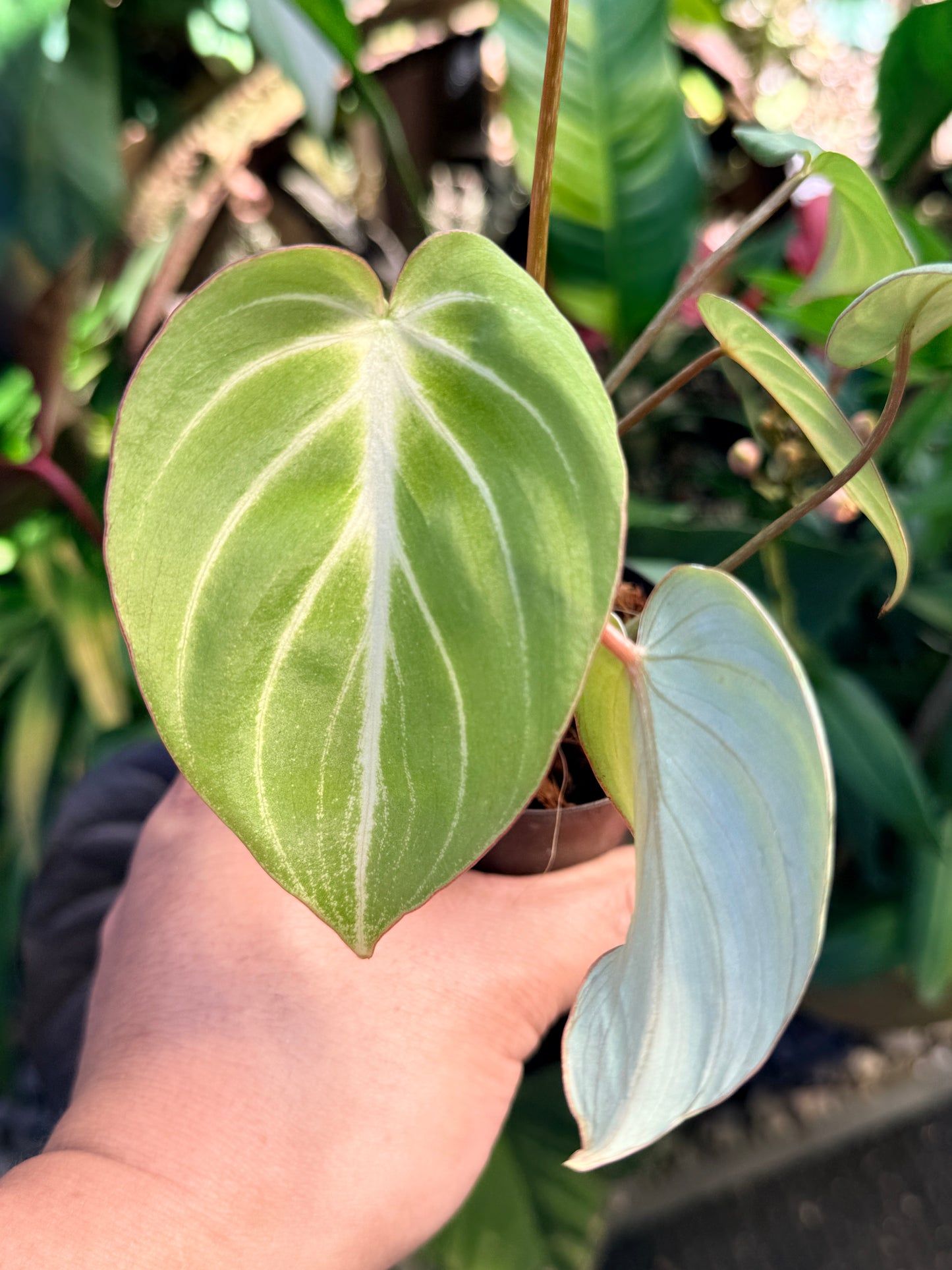 Philodendron 'Tinker Belle' (Miniature) O65