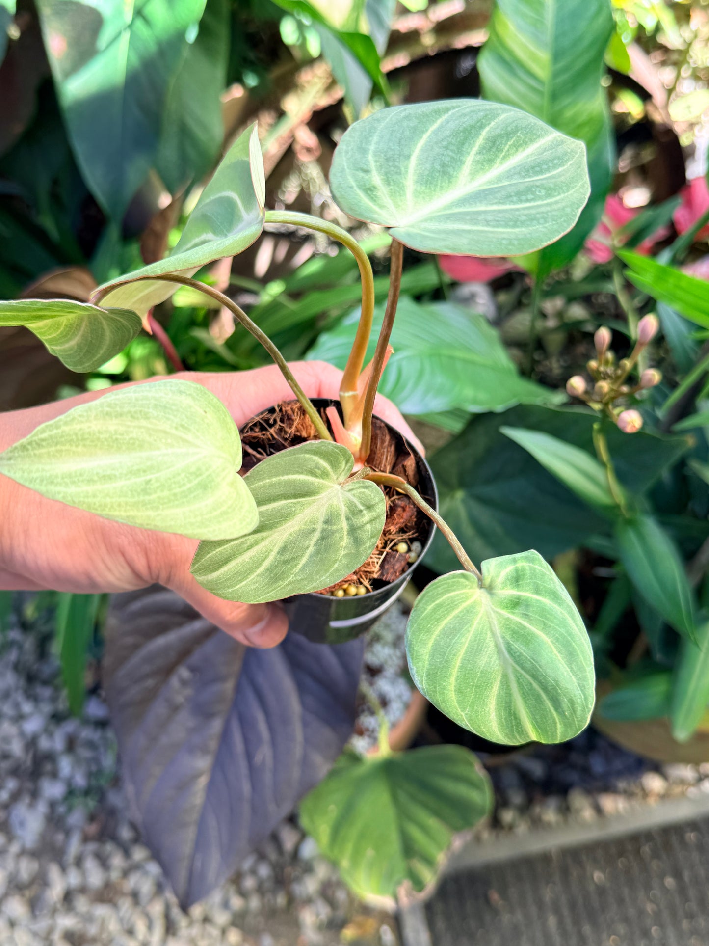 Philodendron 'Tinker Belle' (Miniature) O65