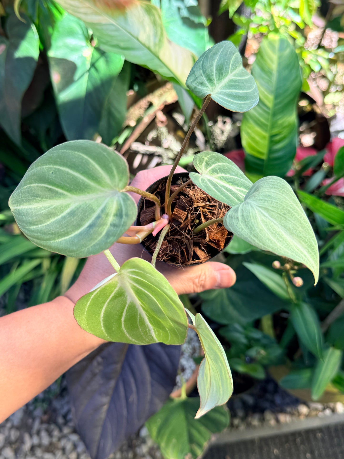 Philodendron 'Tinker Belle' (Miniature) O65