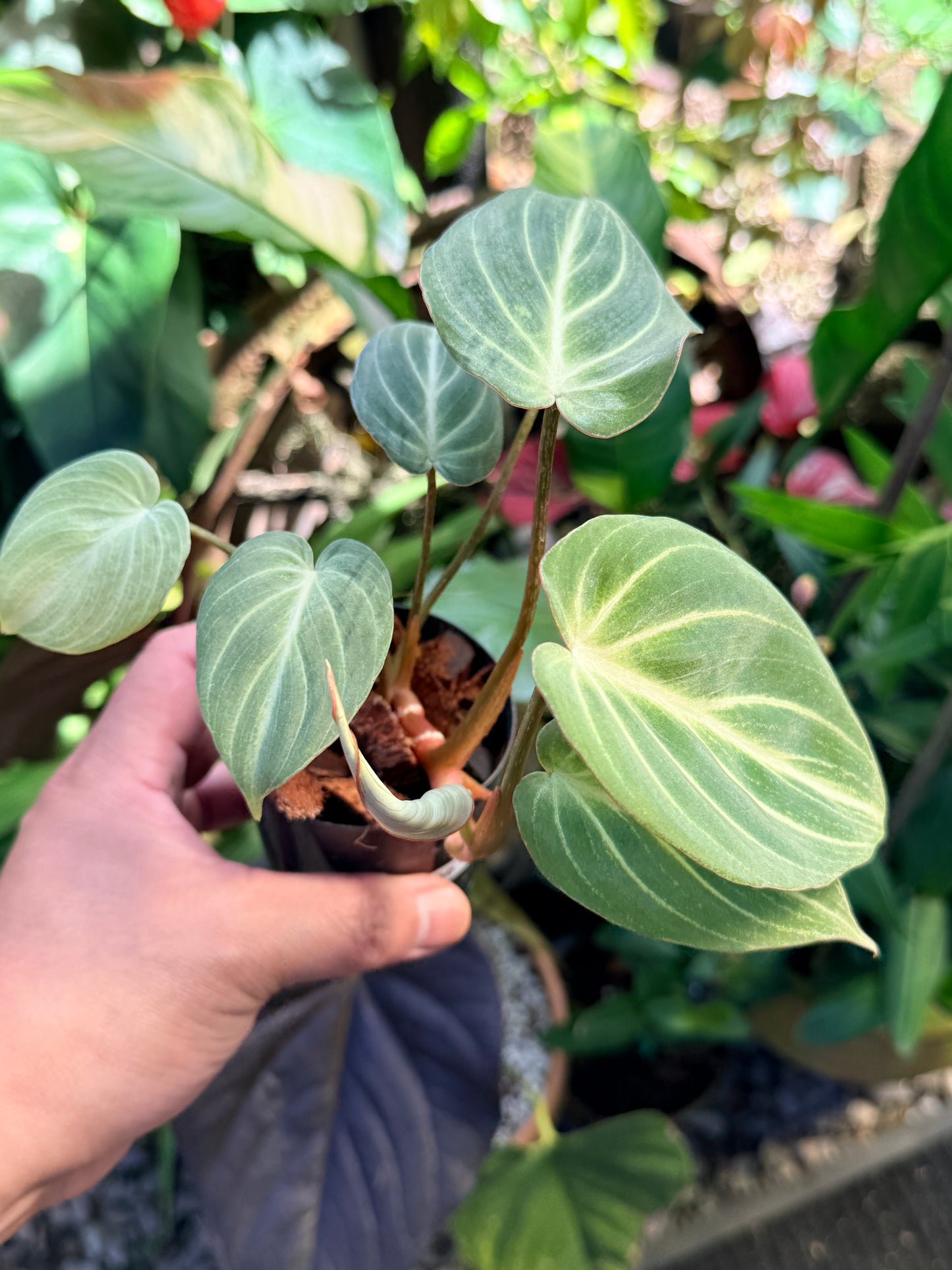 Philodendron 'Tinker Belle' (Miniature) O66