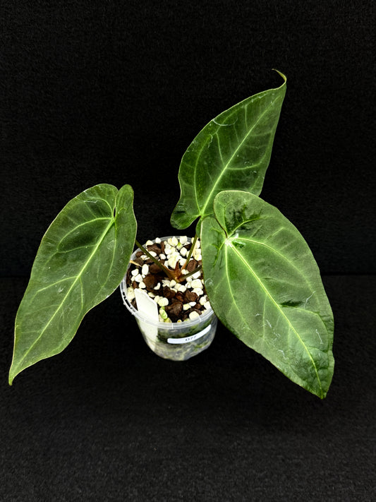 Anthurium Hybrid  - Dark Mama x BC x Pap D77