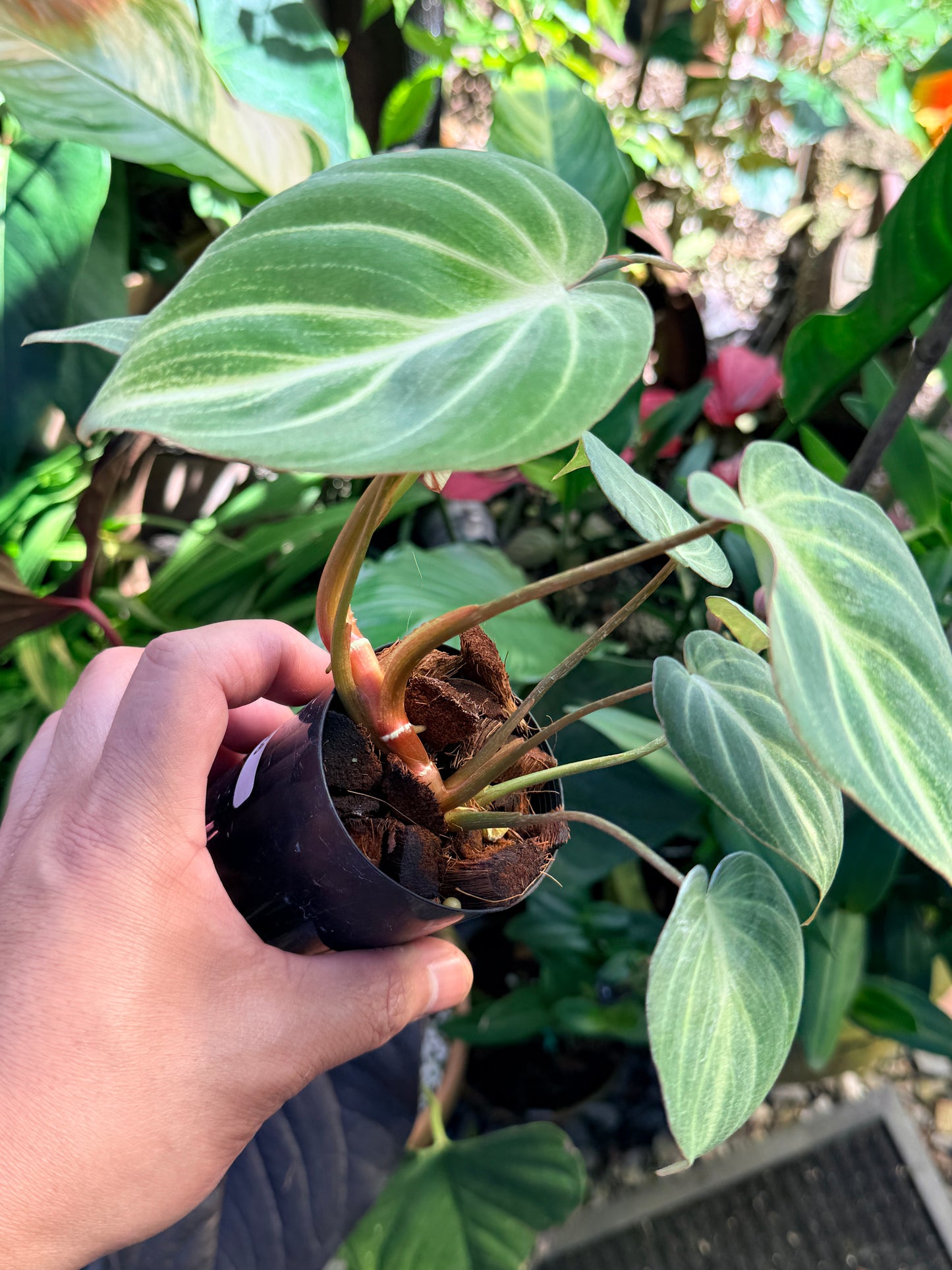 Philodendron 'Tinker Belle' (Miniature) O66