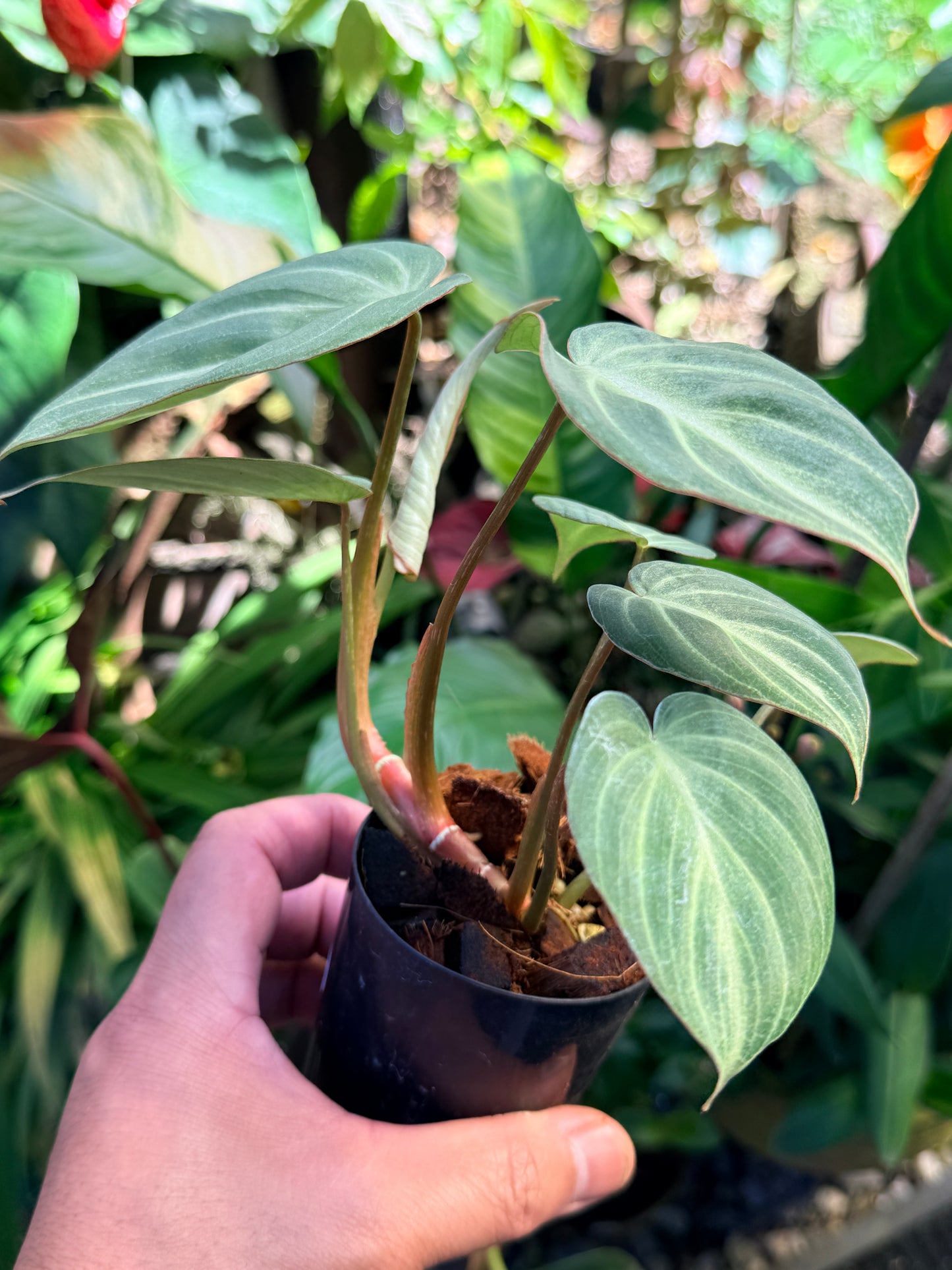Philodendron 'Tinker Belle' (Miniature) O66