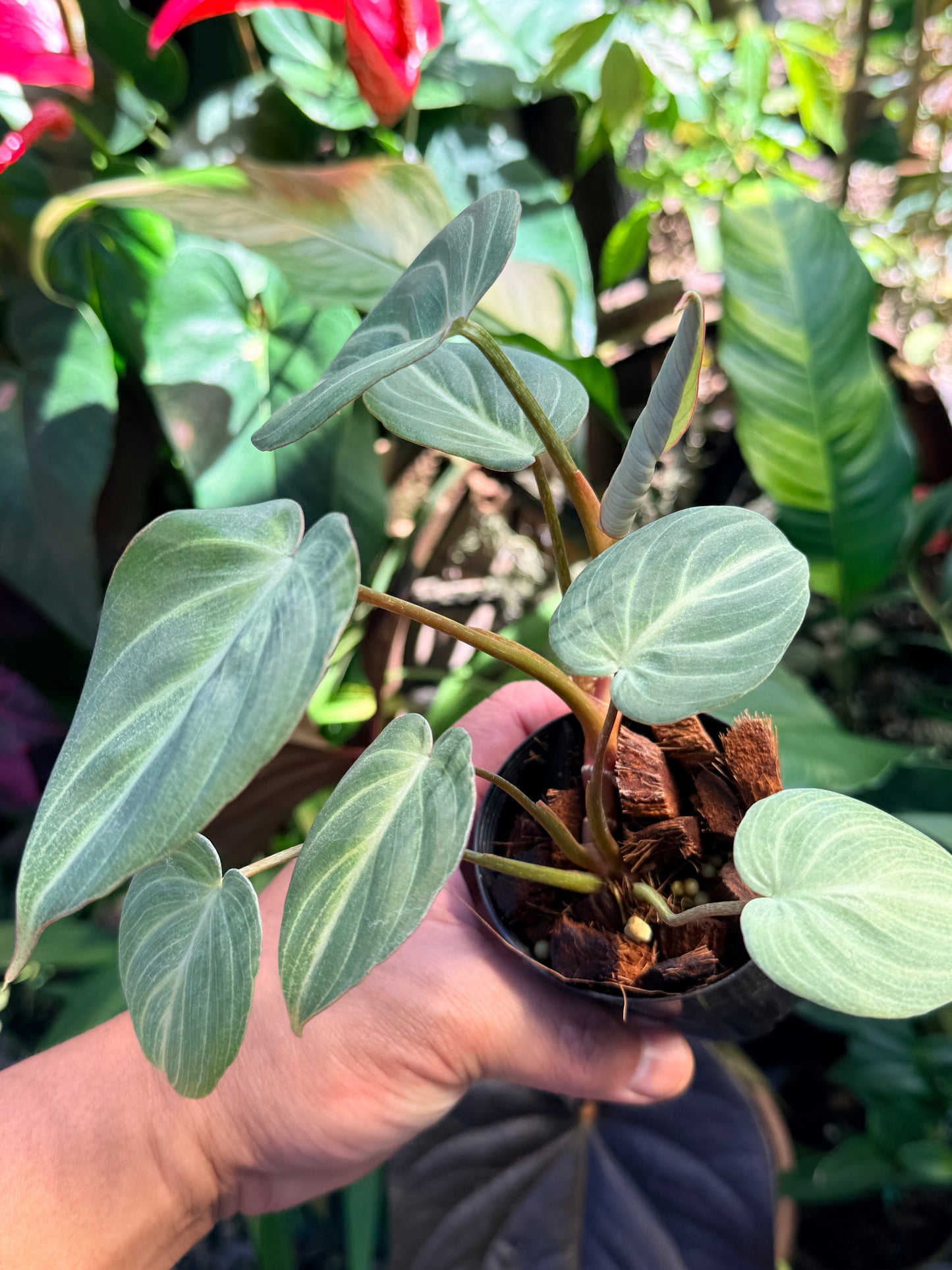 Philodendron 'Tinker Belle' (Miniature) O66