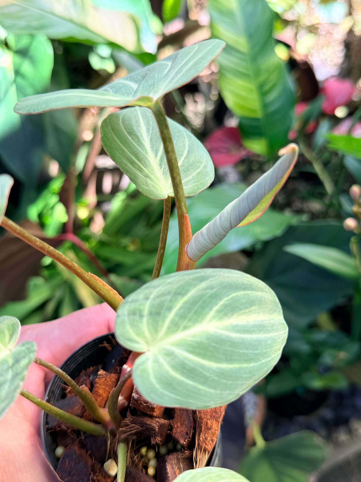 Philodendron 'Tinker Belle' (Miniature) O66