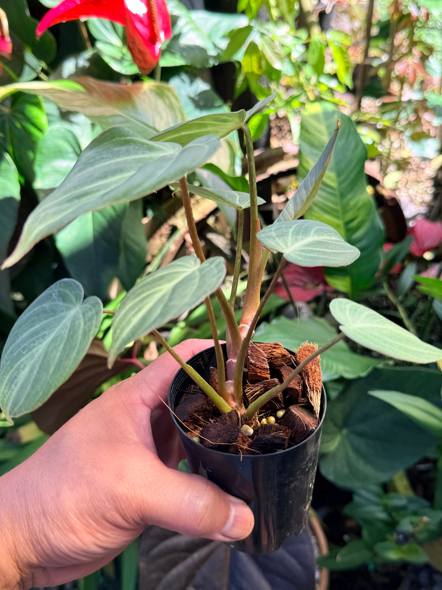 Philodendron 'Tinker Belle' (Miniature) O66