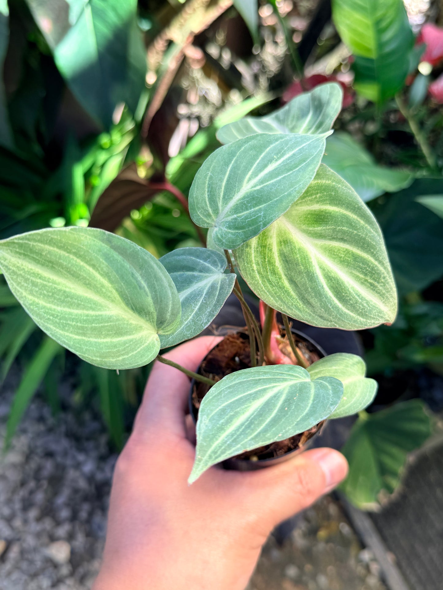 Philodendron 'Tinker Belle' (Miniature) O67