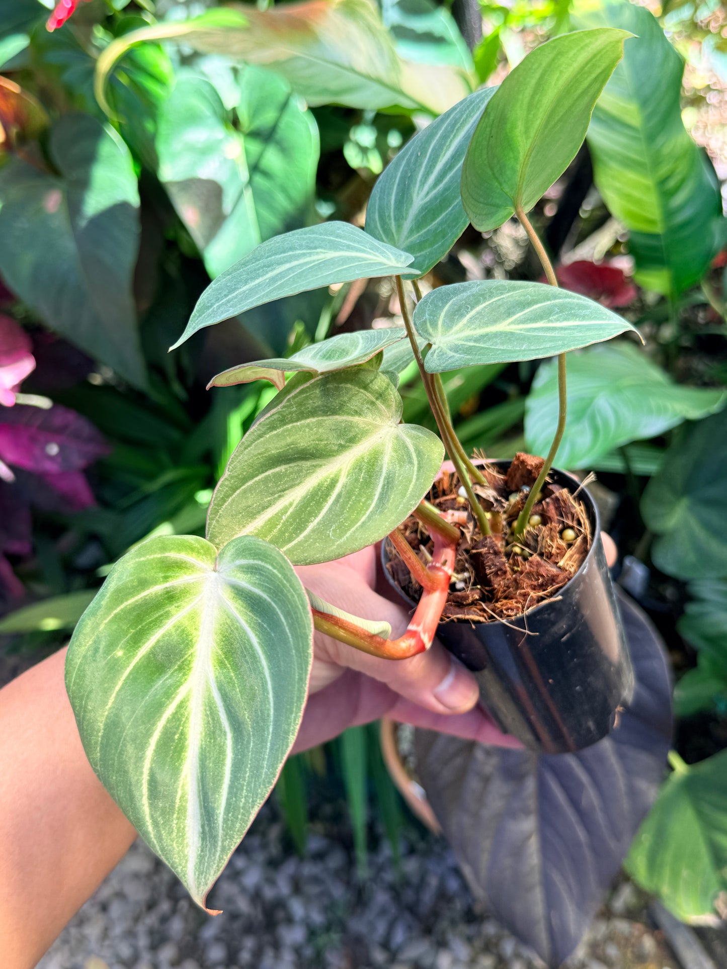 Philodendron 'Tinker Belle' (Miniature) O67