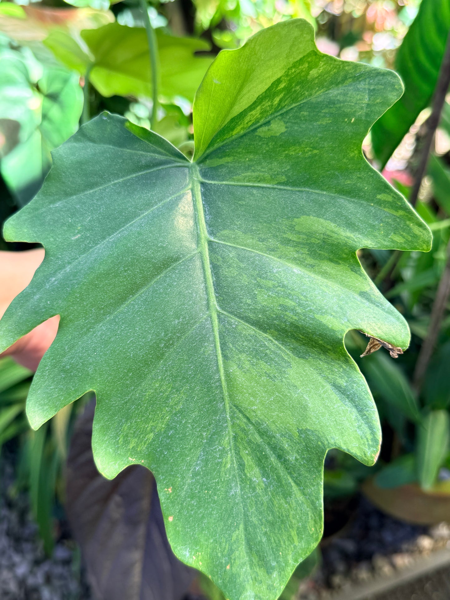Philodendron 'Radiatum Variegated' (RARE) P10