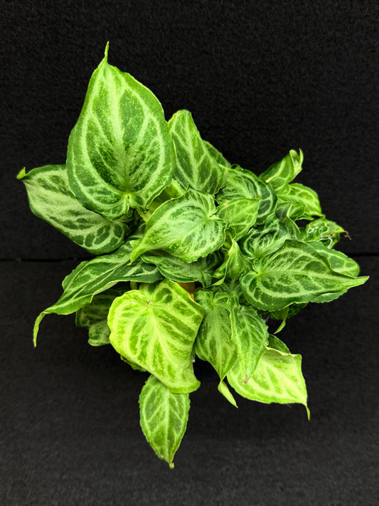 Anthurium crystallinium 'Dorayaki Hybrid Mini' 100mm Pot O42