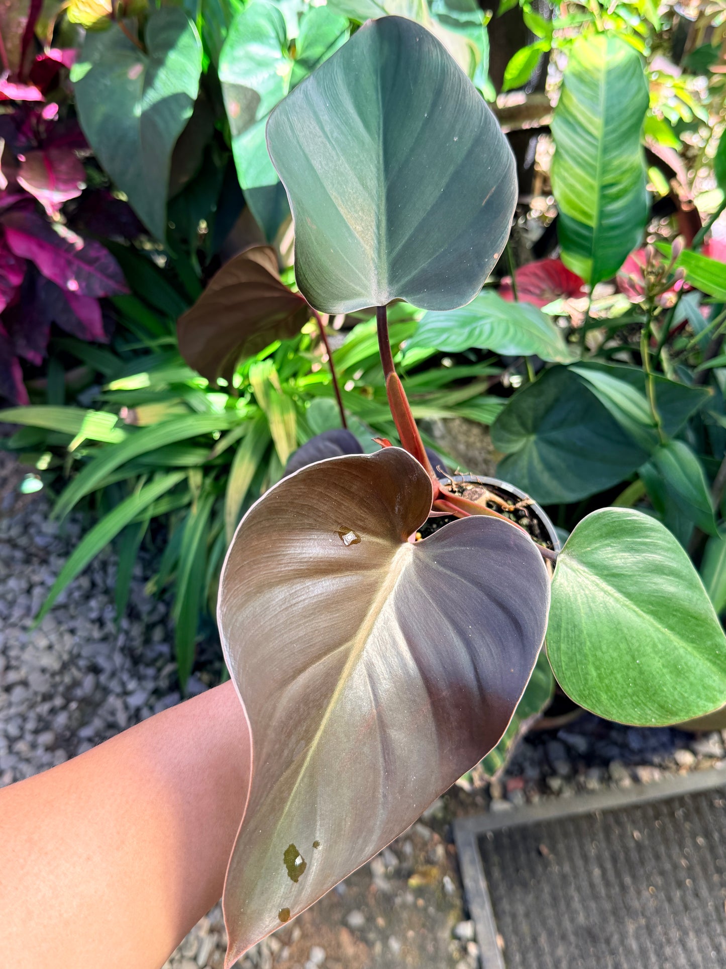 Philodendron 'Rojo Congo' x 'Erubescens' O84