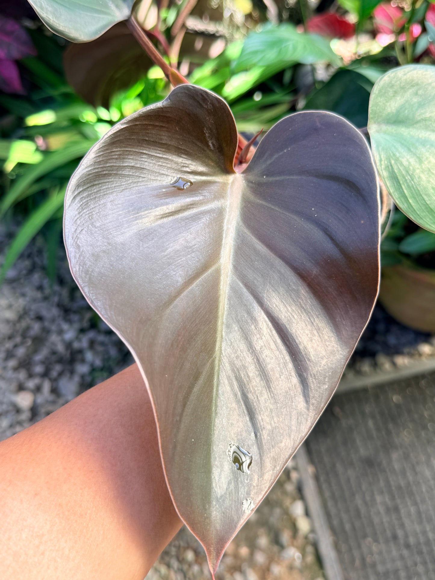 Philodendron 'Rojo Congo' x 'Erubescens' O84
