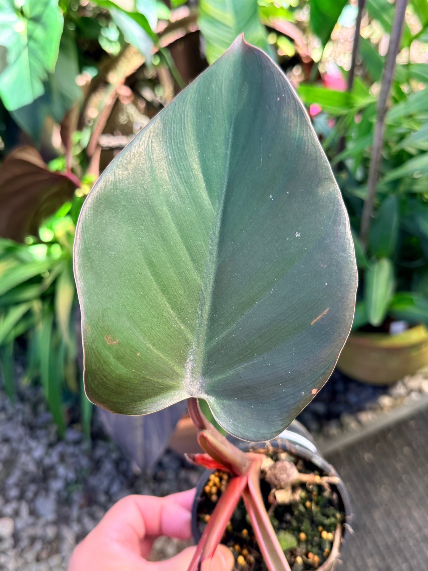 Philodendron 'Rojo Congo' x 'Erubescens' O84
