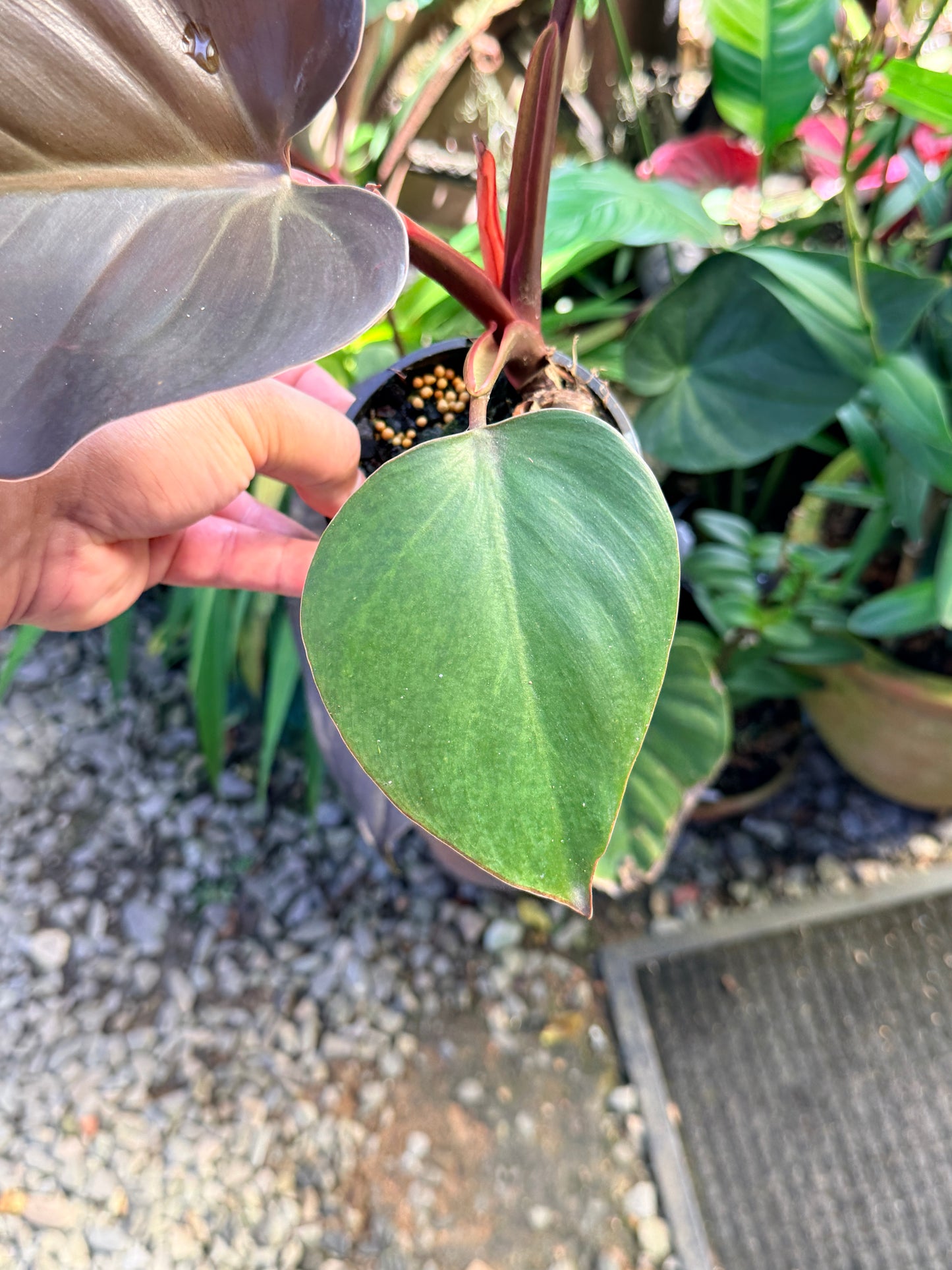 Philodendron 'Rojo Congo' x 'Erubescens' O84