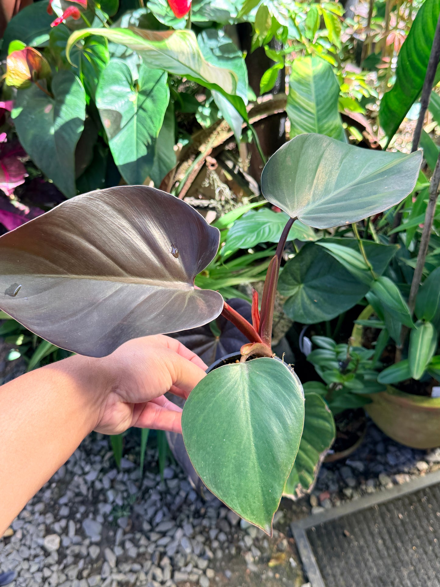Philodendron 'Rojo Congo' x 'Erubescens' O84